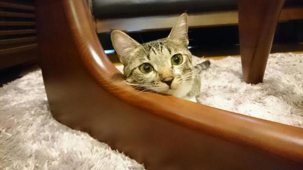 猫 猫の写真