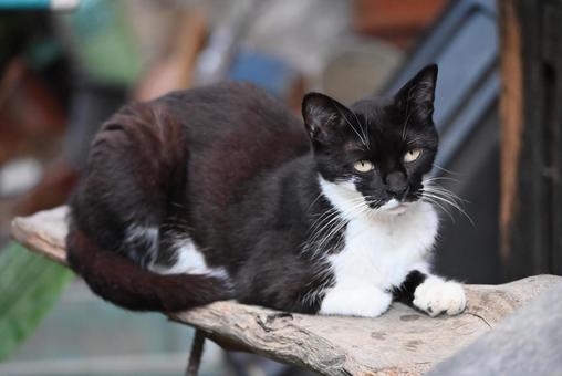 京都浄瑠璃寺のにゃんこ 京都浄瑠璃寺のにゃんこ 1匹,のらねこ,屋外の写真素材