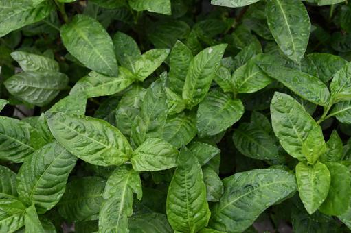 タデアイの葉が生い茂るようす タデアイ,藍,植物の写真素材