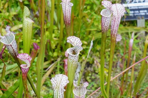 サラセニアの写真