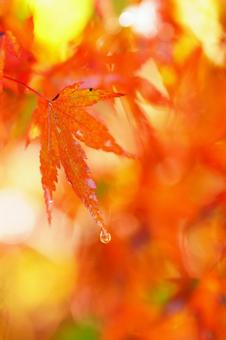 もみじ紅葉 紅葉,もみじ,もみじがりの写真素材