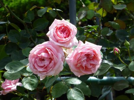 郊外のバラ園で三角形に並ぶバラの花 郊外のバラ園で三角形に並ぶバラの花 バラ,花,植物の写真素材