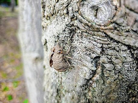 セミの抜け殻 ニイニイゼミ 夏 外 セミの抜け殻 ニイニイゼミ 夏 外 セミ,セミの抜け殻,抜け殻の写真素材