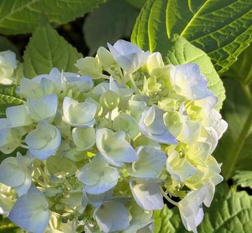 Hydrangea bathed in the western sun, JPG