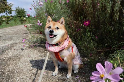 わくわく田島緑地のコスモスと飼い犬 わくわく田島緑地のコスモスと飼い犬の写真
