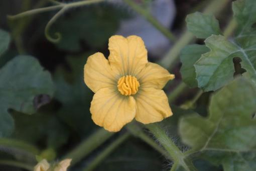 これが大きな果実となる 花,フラワー,自然の写真素材