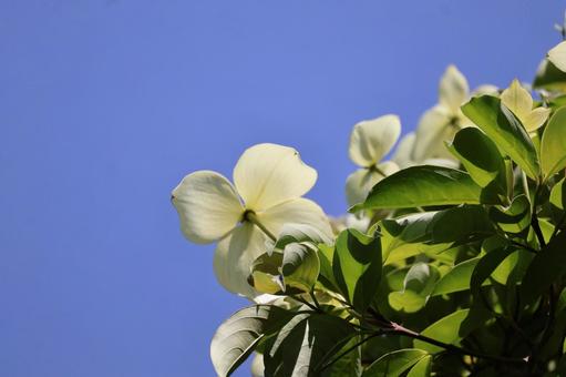 青空と緑の葉と白いヤマボウシの花の花木 青空と緑の葉と白いヤマボウシの花の花木の写真