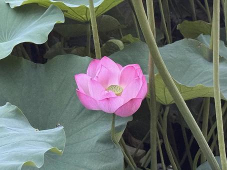 Photo, lotus, shinobazu pond, lotus pond, 