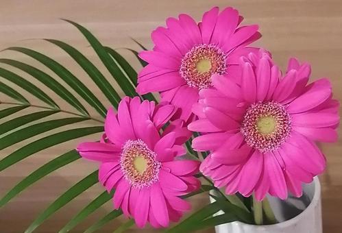 ピンクのガーベラの写真