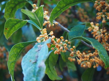 キンモクセイ 木,葉,自然の写真素材