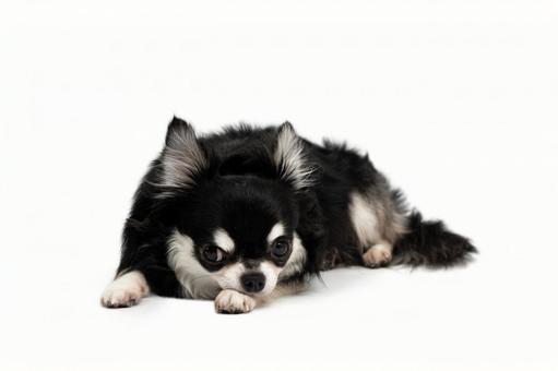 伏せているチワワの写真[フリー素材] フリー素材,犬,子犬の写真素材