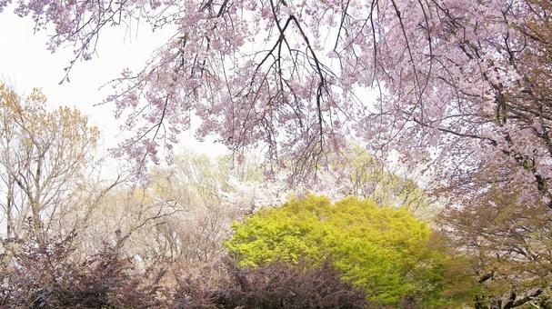 Weeping cherry blossom-267, JPG Weeping cherry blossom-267, JPG