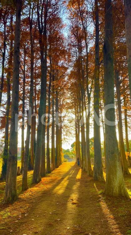 メタセコイアの並木道 秋,紅葉,もみじの写真素材