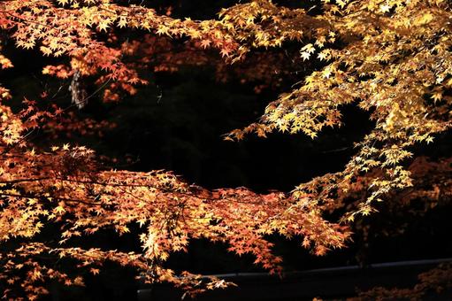 京都三千院の秋 京都三千院の秋 紅葉,秋,もみじの写真素材
