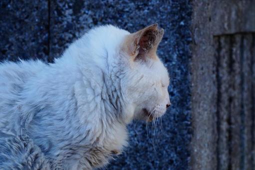 ねこの横顔 ねこの横顔の写真