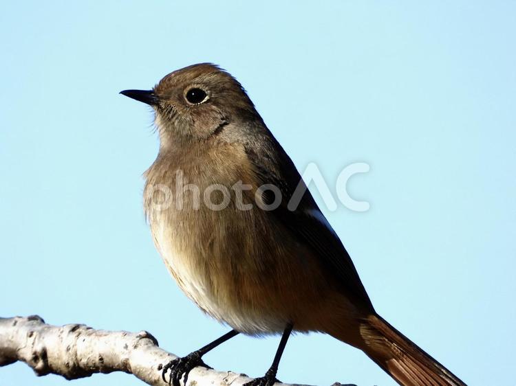 枝にとまるジョウビタキ 鳥,野鳥,ジョウビタキの写真素材