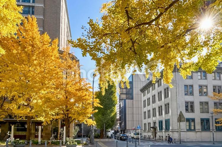 黄金色に染まった銀杏が見事な日本大通り イチョウ,紅葉,日本大通りの写真素材