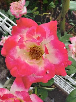 夏のグラデーションピンクの薔薇 夏のグラデーションピンクの薔薇の写真