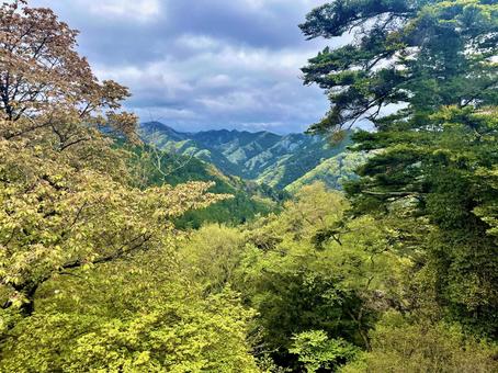 山々と木 山々と木の写真
