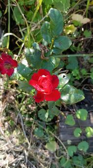 赤いミニバラ バラ,ミニバラ,ミニの写真素材