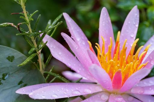 ビオトープに咲くピンクの花【睡蓮】 ピンク,睡蓮,ビオトープの写真素材