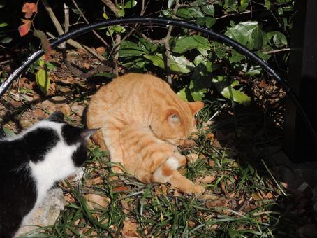 猫　２匹　茶とら　白黒 猫,野良猫,茶トラの写真素材