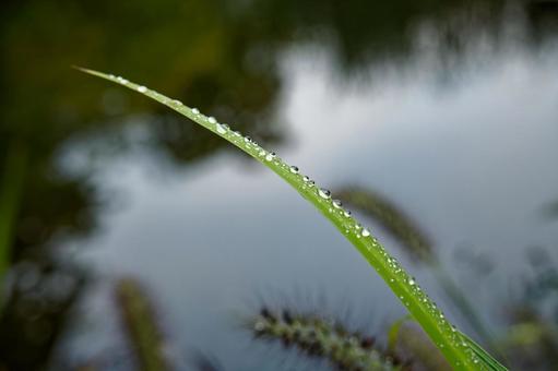 葉っぱについた水滴 葉っぱについた水滴 水滴,グリーンフォト,雨上がりの写真素材
