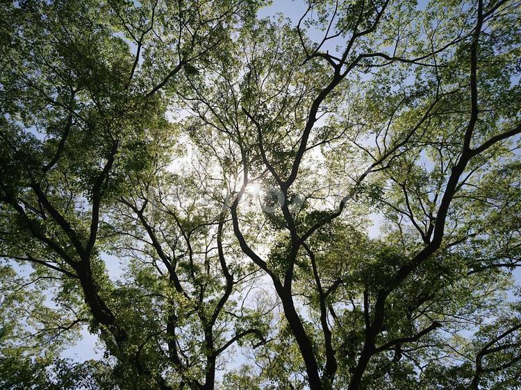 光が差し込む木 自然,太陽,木の写真素材