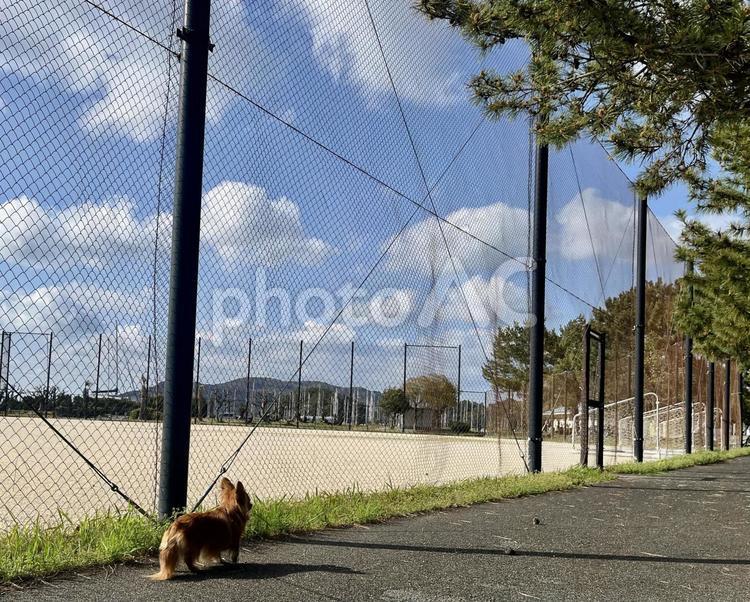 昼下がりの散歩道と子犬2 子犬,散歩,日中の写真素材
