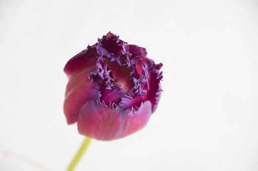 赤紫のチューリップ 赤紫のチューリップの写真