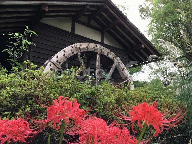 彼岸花と水車小屋 彼岸花,曼珠沙華,水車小屋の写真素材