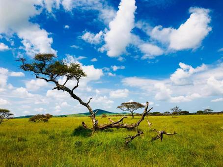 サファリの日常 アフリカ,サファリ,タンザニアの写真素材