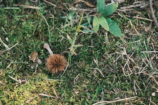 栗の殻 栗の殻の写真