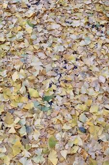 地面を覆うイチョウ 2 銀杏,イチョウ,銀杏の絨毯の写真素材