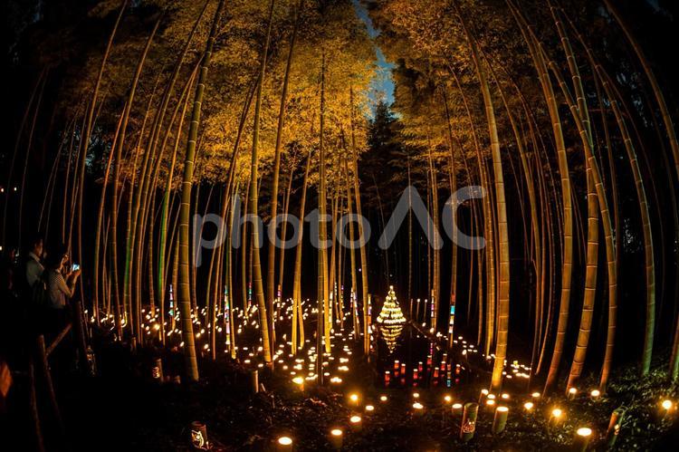 竹林の小径ライトアップ（小机城址市民の森） 竹林,ライトアップ,日本文化の写真素材