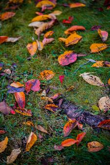 北海道　秋の風景 北海道,北,札幌市の写真素材