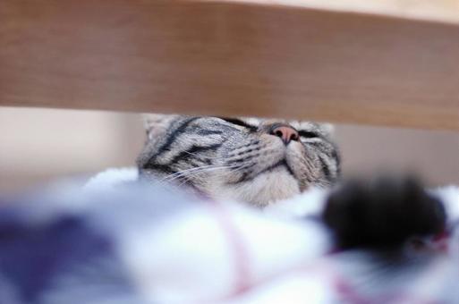 めちゃかわいい猫 めちゃかわいい猫の写真