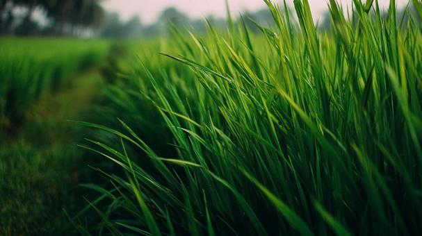瑞々しい稲の風景の写真