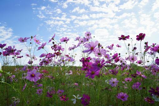 コスモスの花 コスモス,秋,晴天の写真素材