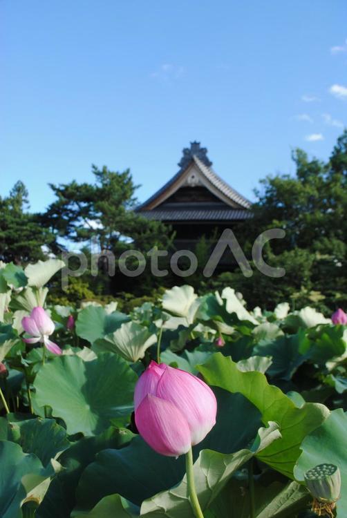 信州上田市　信濃国分寺の蓮 信州,上田市,国分寺の写真素材