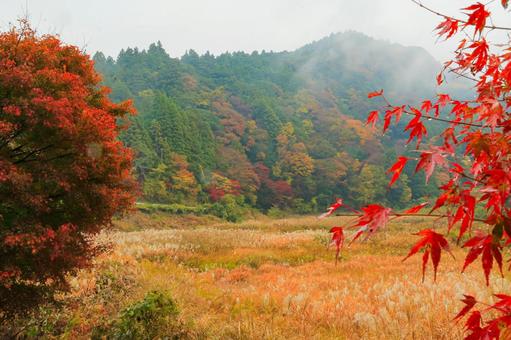 養老渓谷 養老渓谷,紅葉,秋の写真素材