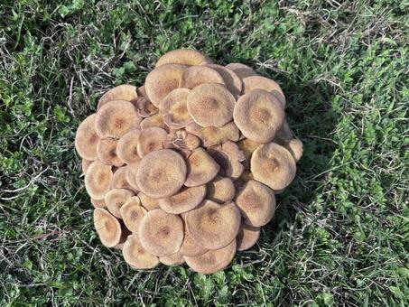 秋の草地に生える野生キノコ きのこ,野生,草原の写真素材