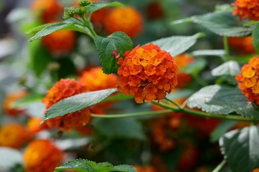 ランタナの花03 ランタナ,花,緑の写真素材