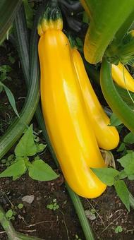 家庭菜園のズッキーニ 家庭菜園,野菜,畑の写真素材