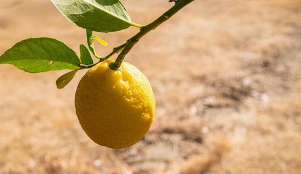 レモンの実 レモン,秋,実の写真素材