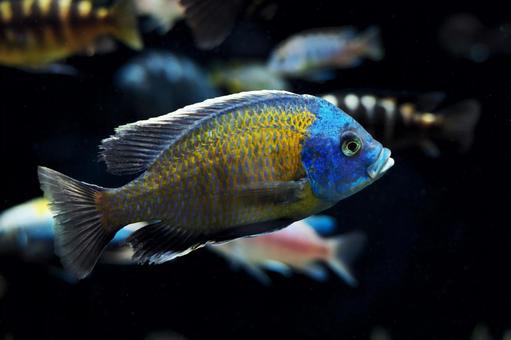 コパディクロミス・ボルレイ コパディクロミス・ボルレイ コパディクロミス・ボルレイ,水族館,アクアリウムの写真素材
