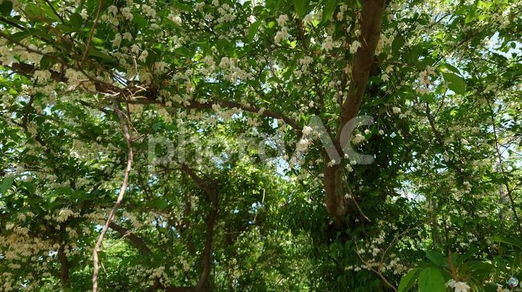 エゴノキ エゴノキ,花,植物の写真素材