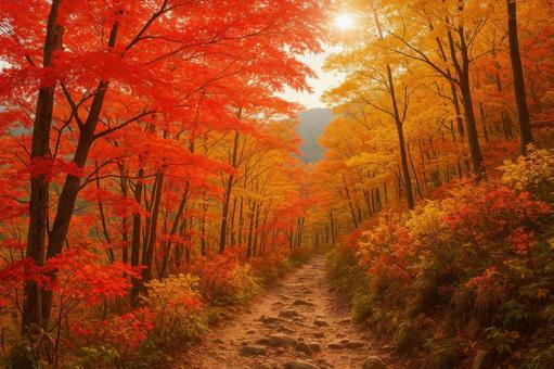赤黄に染まる登山道 赤黄に染まる登山道の写真