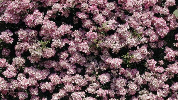 Photo, rose, plant, gardening, 