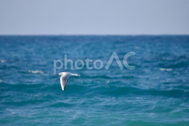カモメと海の風景 カモメ,かもめ,鴎の写真素材